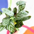 Never Never Plant - Ctenanthe setosa 'Green Flag' - Sprouts of Bristol