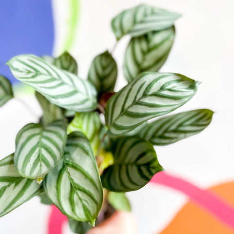 Never Never Plant - Ctenanthe setosa 'Green Flag' - Sprouts of Bristol