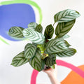 Never Never Plant - Ctenanthe setosa 'Green Flag' - Sprouts of Bristol