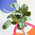 Never Never Plant - Ctenanthe setosa 'Green Flag' - Sprouts of Bristol