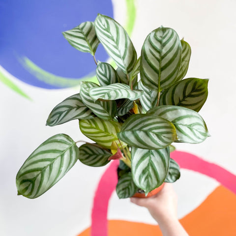 Never Never Plant - Ctenanthe setosa 'Green Flag' - Sprouts of Bristol
