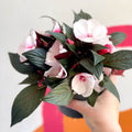 New Guinea Impatiens - Impatiens hawkeri 'Busy lizzie' - Sprouts of Bristol