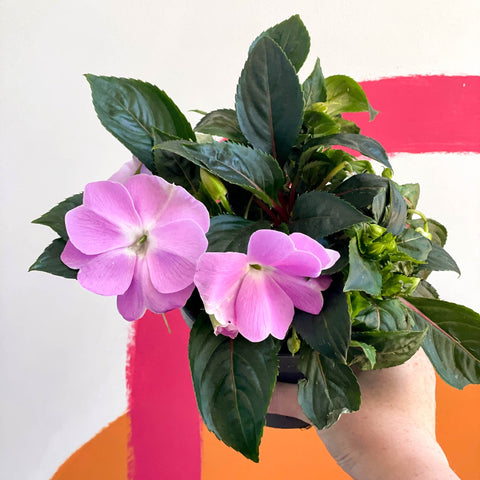 New Guinea Impatiens - Impatiens hawkeri 'Busy lizzie' - Sprouts of Bristol