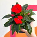 New Guinea Impatiens - Impatiens hawkeri 'Busy lizzie' - Sprouts of Bristol