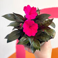 New Guinea Impatiens - Impatiens hawkeri 'Busy lizzie' - Sprouts of Bristol
