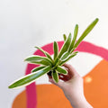 Nidularium schultesianum 'Striped Fireball' - Sprouts of Bristol