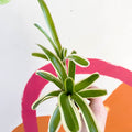 Nidularium schultesianum 'Striped Fireball' - Sprouts of Bristol