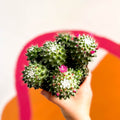 Nipple Cactus - Mammillaria Polythele 'Toluca' - Sprouts of Bristol
