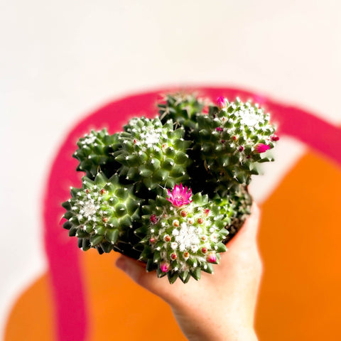 Nipple Cactus - Mammillaria Polythele 'Toluca' - Sprouts of Bristol