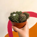 Nipple Cactus - Mammillaria Polythele 'Toluca' - Sprouts of Bristol