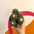 Nipple Cactus - Mammillaria Polythele 'Toluca' - Sprouts of Bristol
