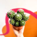 Nipple Cactus - Mammillaria Polythele 'Toluca' - Sprouts of Bristol