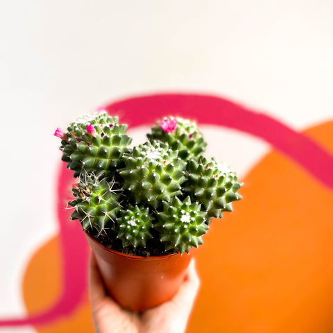 Nipple Cactus - Mammillaria Polythele 'Toluca' - Sprouts of Bristol