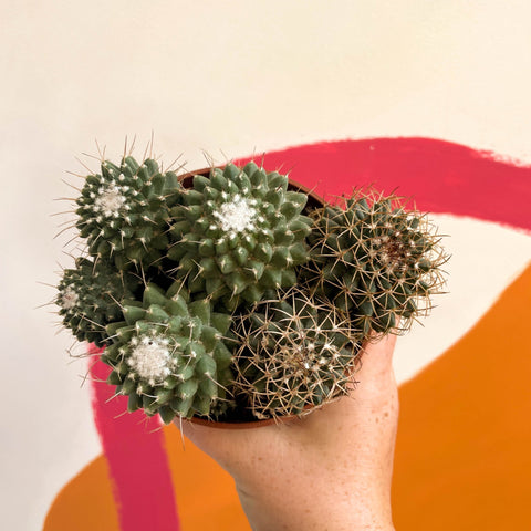 Nipple Cactus - Mammillaria Polythele 'Toluca' - Sprouts of Bristol