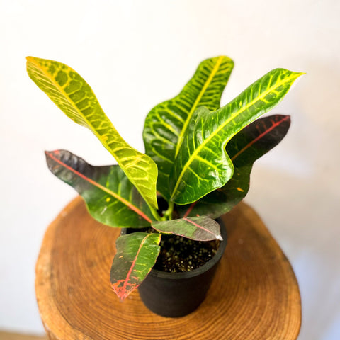 Oakleaf Croton - Sprouts of Bristol