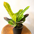 Oakleaf Croton - Sprouts of Bristol