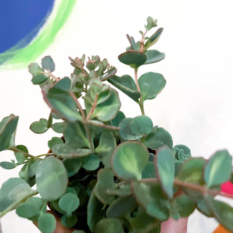 October Daphne - Sedum siebolii - Sprouts of Bristol