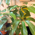 Octopus Tree - Schefflera actinophylla - Sprouts of Bristol