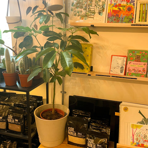Octopus Tree - Schefflera actinophylla - Sprouts of Bristol