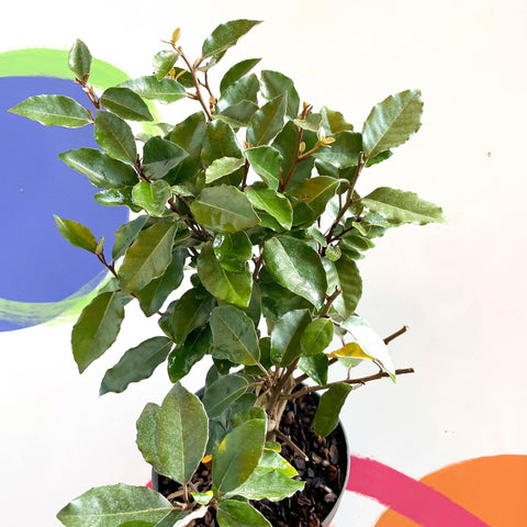 Oleaster / Silverberry - Elaeagnus × ebbingei - Sprouts of Bristol