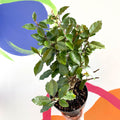 Oleaster / Silverberry - Elaeagnus × ebbingei - Sprouts of Bristol