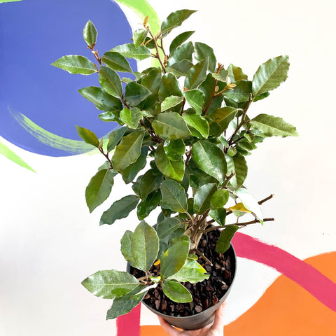 Oleaster / Silverberry - Elaeagnus × ebbingei - Sprouts of Bristol