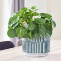 Onno Planter in Denim Blue - Sprouts of Bristol