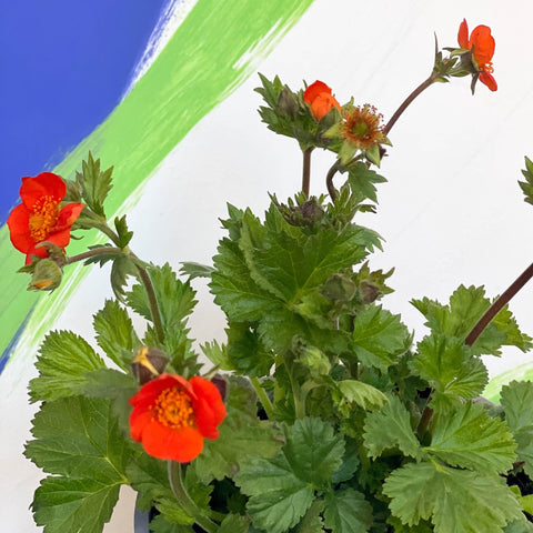 Orange Avens - Geum coccineum 'Borisii' - Sprouts of Bristol