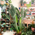 Orange Bird of Paradise - Strelitzia reginae - Sprouts of Bristol
