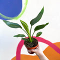 Orange Bird of Paradise - Strelitzia reginae - Sprouts of Bristol