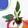 Orange Bird of Paradise - Strelitzia reginae - Sprouts of Bristol
