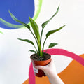 Orange Bird of Paradise - Strelitzia reginae - Sprouts of Bristol