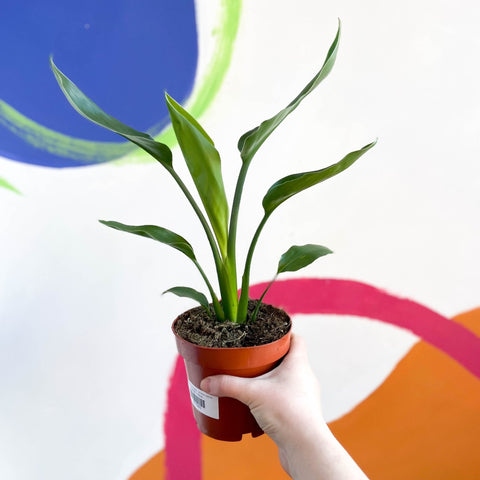 Orange Bird of Paradise - Strelitzia reginae - Sprouts of Bristol