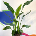Orange Bird of Paradise - Strelitzia reginae - Sprouts of Bristol