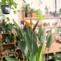 Orange Bird of Paradise - Strelitzia reginae - Sprouts of Bristol