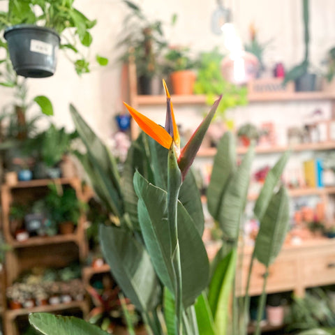 Orange Bird of Paradise - Strelitzia reginae - Sprouts of Bristol
