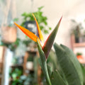 Orange Bird of Paradise - Strelitzia reginae - Sprouts of Bristol