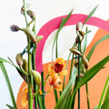 Orange Boat Orchid - Cymbidium - Sprouts of Bristol