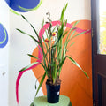 Orange Boat Orchid - Cymbidium - Sprouts of Bristol