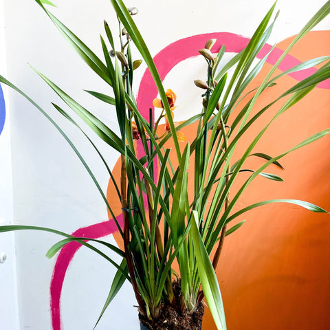 Orange Boat Orchid - Cymbidium - Sprouts of Bristol