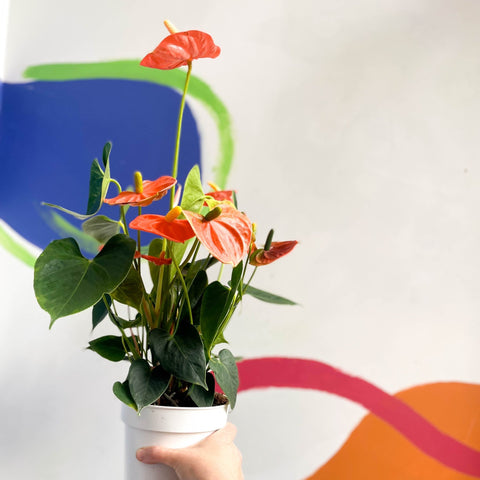 Orange Flamingo Flower - Anthurium andraeanum 'Orange Champion' - Sprouts of Bristol