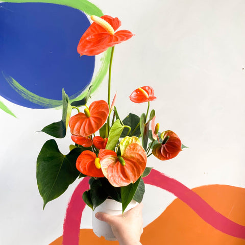 Orange Flamingo Flower - Anthurium andraeanum 'Orange Champion' - Sprouts of Bristol