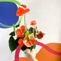 Orange Flamingo Flower - Anthurium andraeanum 'Orange Champion' - Sprouts of Bristol