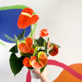 Orange Flamingo Flower - Anthurium andraeanum 'Orange Champion' - Sprouts of Bristol