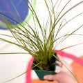 Orange New Zealand Sedge - Carex testacea - Cotswold Grown Perennial - Sprouts of Bristol