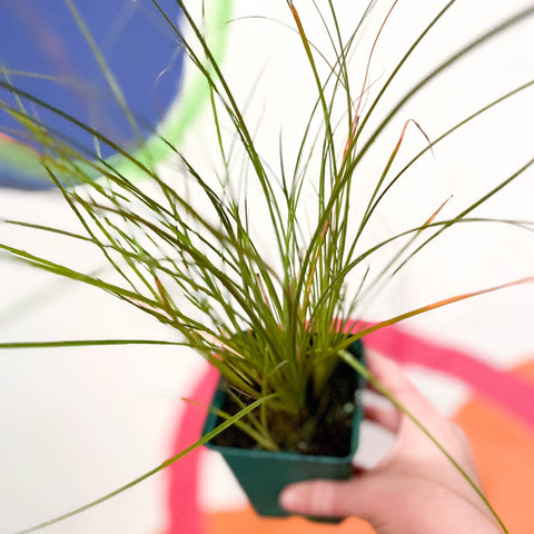 Orange New Zealand Sedge - Carex testacea - Cotswold Grown Perennial - Sprouts of Bristol