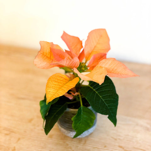 Orange Poinsettia - Euphorbia pulcherrima 'Autumn Leaves' - Sprouts of Bristol