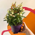Orange Snapdragon - Antirrhinum majus 'Orange Wonder' - Sprouts of Bristol
