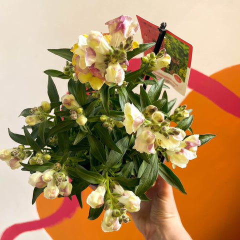 Orange Snapdragon - Antirrhinum majus 'Orange Wonder' - Sprouts of Bristol