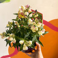 Orange Snapdragon - Antirrhinum majus 'Orange Wonder' - Sprouts of Bristol